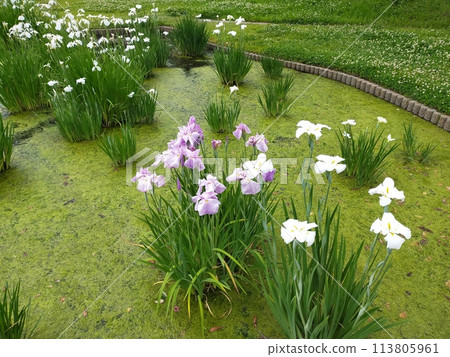 平成之森公園的菖蒲(埼玉縣川島町) 平成之森公園的菖蒲(埼玉縣川島町) 113805961