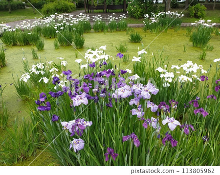 平成之森公園的菖蒲(埼玉縣川島町) 平成之森公園的菖蒲(埼玉縣川島町) 113805962