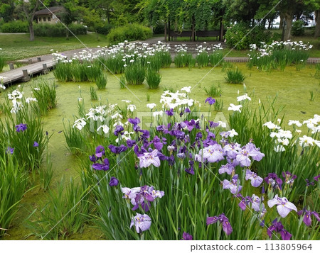 平成之森公園的菖蒲(埼玉縣川島町) 平成之森公園的菖蒲(埼玉縣川島町) 113805964
