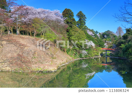 [Toyama Prefecture] Takaoka Castle Park on a sunny day and cherry blossoms in full bloom (Choyo Bridge) 113806324