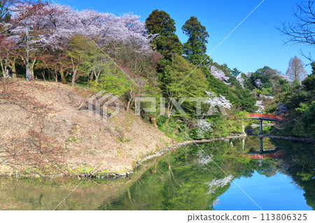 [富山縣] 晴天的高岡城公園和盛開的櫻花（朝陽橋） 113806325