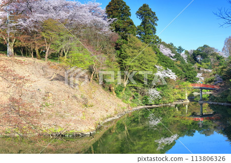 [Toyama Prefecture] Takaoka Castle Park on a sunny day and cherry blossoms in full bloom (Choyo Bridge) 113806326