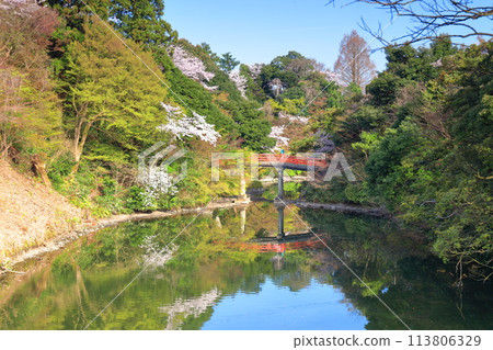 [Toyama Prefecture] Takaoka Castle Park on a sunny day and cherry blossoms in full bloom (Choyo Bridge) 113806329
