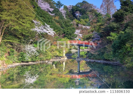 [Toyama Prefecture] Takaoka Castle Park on a sunny day and cherry blossoms in full bloom (Choyo Bridge) 113806330