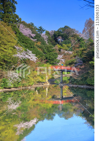 [Toyama Prefecture] Takaoka Castle Park on a sunny day and cherry blossoms in full bloom (Choyo Bridge) 113806333