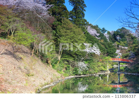 [富山縣] 晴天的高岡城公園和盛開的櫻花（朝陽橋） 113806337
