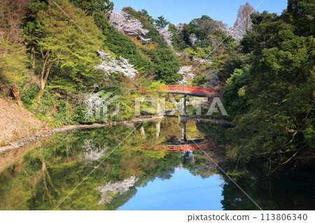 [Toyama Prefecture] Takaoka Castle Park on a sunny day and cherry blossoms in full bloom (Choyo Bridge) 113806340
