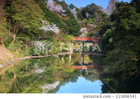 [Toyama Prefecture] Takaoka Castle Park on a sunny day and cherry blossoms in full bloom (Choyo Bridge) 113806341