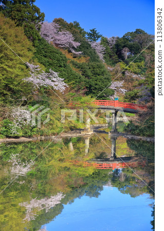 [Toyama Prefecture] Takaoka Castle Park on a sunny day and cherry blossoms in full bloom (Choyo Bridge) 113806342