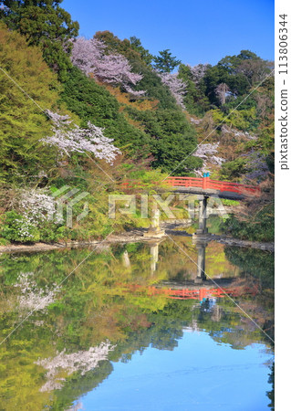 [富山縣] 晴天的高岡城公園和盛開的櫻花（朝陽橋） 113806344