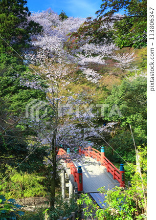 [Toyama Prefecture] Takaoka Castle Park on a sunny day and cherry blossoms in full bloom (Choyo Bridge) 113806347