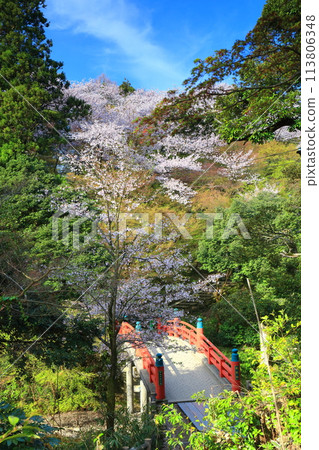 [富山縣] 晴天的高岡城公園和盛開的櫻花（朝陽橋） 113806348