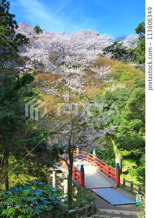 [富山縣] 晴天的高岡城公園和盛開的櫻花（朝陽橋） 113806349