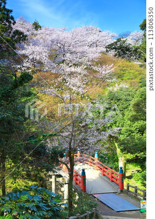 [Toyama Prefecture] Takaoka Castle Park on a sunny day and cherry blossoms in full bloom (Choyo Bridge) 113806350
