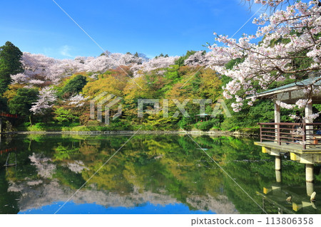 [Toyama Prefecture] Takaoka Castle Park on a sunny day and cherry blossoms in full bloom (Kita Inner Moat) 113806358