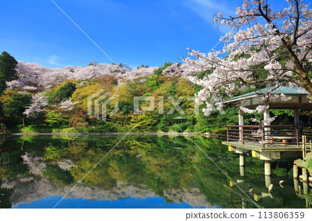 [Toyama Prefecture] Takaoka Castle Park on a sunny day and cherry blossoms in full bloom (Kita Inner Moat) 113806359