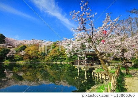[Toyama Prefecture] Takaoka Castle Park on a sunny day and cherry blossoms in full bloom (Kita Inner Moat) 113806360