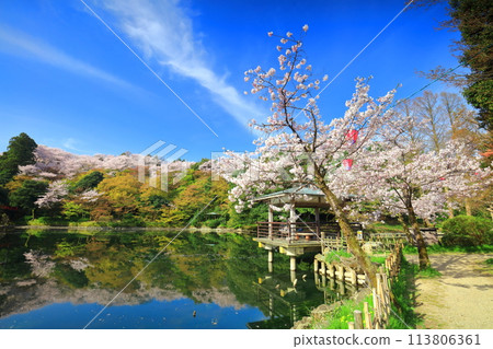 [Toyama Prefecture] Takaoka Castle Park on a sunny day and cherry blossoms in full bloom (Kita Inner Moat) 113806361