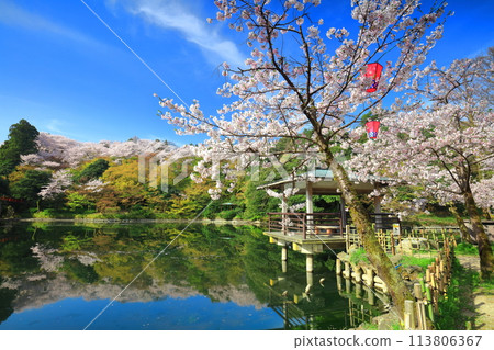 [Toyama Prefecture] Takaoka Castle Park on a sunny day and cherry blossoms in full bloom (Kita Inner Moat) 113806367