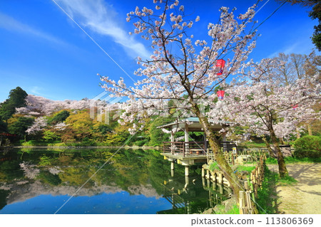 [Toyama Prefecture] Takaoka Castle Park on a sunny day and cherry blossoms in full bloom (Kita Inner Moat) 113806369