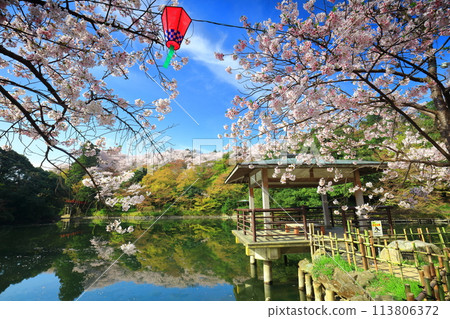 [Toyama Prefecture] Takaoka Castle Park on a sunny day and cherry blossoms in full bloom (Kita Inner Moat) 113806372