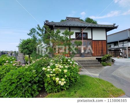 安吉寺的繡球花（埼玉縣熊谷市） 113806385