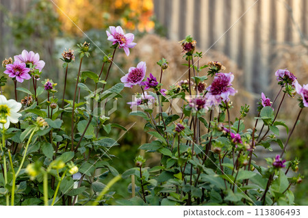 Close up of a blue bayou dahlia in bloom Close up of a blue bayou dahlia in bloom 113806493