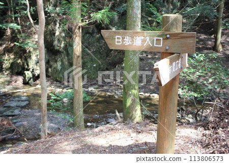 March 22, 2024: Shushi cypress forest Tsushima Island Travel, Tsushima Island, Nagasaki Prefecture, Japan March 22, 2024: Shushi cypress forest Tsushima Island Travel, Tsushima Island, Nagasaki Prefecture, Japan 113806573