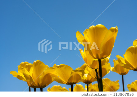 Full bloom tulips and clear sky copy space 113807056