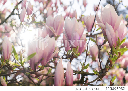 Sulange magnolia close-up on tree branch. Blossom pink magnolia in springtime. Pink Chinese or saucer magnolia flowers tree. Tender pink and white flowers nature 113807082
