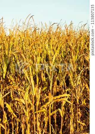 Corn field at the sunset 113807135
