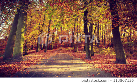 Autumnal trees in sunshine. 113807136