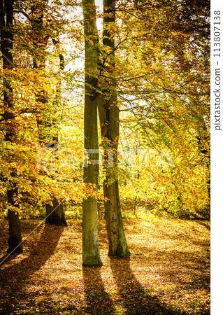 Falling leaves in the park, autumn time. Falling leaves in the park, autumn time. 113807138