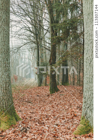 country road in the forest on misty day 113807144