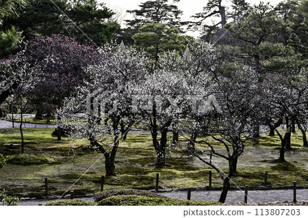 早春的兼六園,梅花盛開 早春的兼六園,梅花盛開 113807203