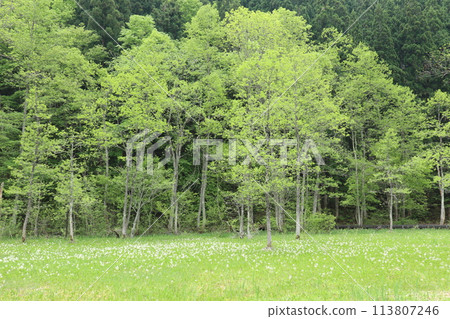 A refreshing forest in early summer and a marshland with Menyanthes trifoliata blooming A refreshing forest in early summer and a marshland with Menyanthes trifoliata blooming 113807246