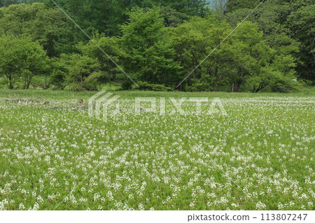 A large group of white Menyanthes A large group of white Menyanthes 113807247