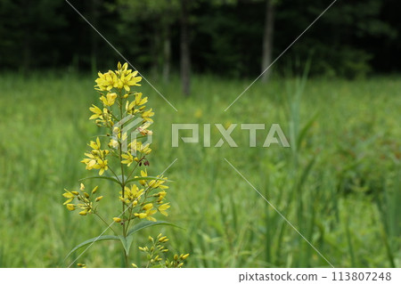 Yellow flowers of the Kusaredama blooming in the marshland 113807248
