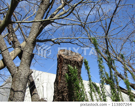 The cherry trees at Kojima Flower Association's cherry blossom avenue will soon be in bloom The cherry trees at Kojima Flower Association's cherry blossom avenue will soon be in bloom 113807264