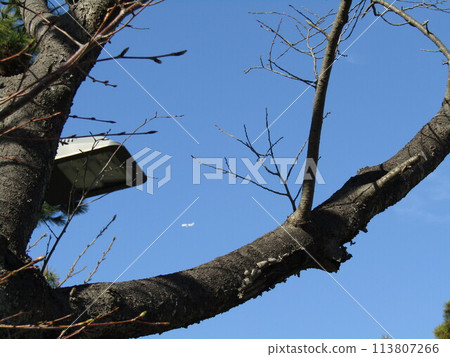 Cherry blossom buds will soon bloom on the Kojima Flower Association cherry blossom trees 113807266