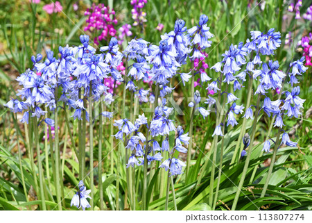 Tsuriganesuisen (bell dragonfly) Tsuriganesuisen (bell dragonfly) 113807274