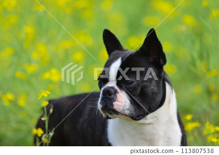Mighty the Boston terrier gazing cutely at the rape blossoms ♡ 113807538