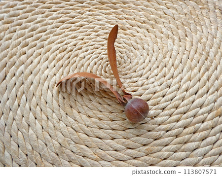 Dipterocarp nut, a mysterious nut with two wings 113807571