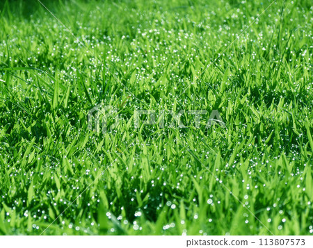 A photo of a refreshing meadow glistening with morning dew on a summer morning 113807573