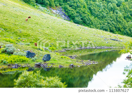 cows on pasture. cows on pasture. 113807627