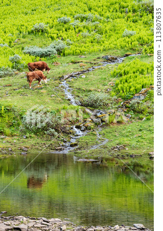 cows on pasture. cows on pasture. 113807635