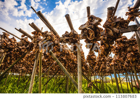 Cod stockfish drying on racks, Lofoten islands Norway 113807683