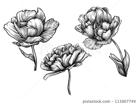 Terri Tulip flowers, decorative flowers and leaves in art nouveau style 113807749