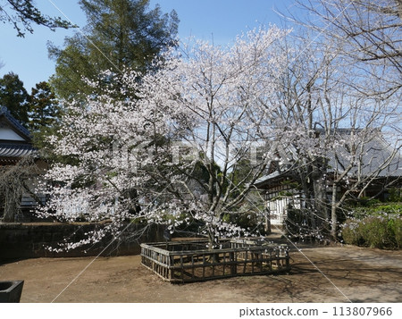 萬願寺的小櫻花(埼玉縣行田市) 萬願寺的小櫻花(埼玉縣行田市) 113807966