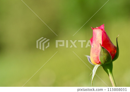 Beautiful red yellow rose bud on a green background in the garden. Ideal for greeting cards 113808031